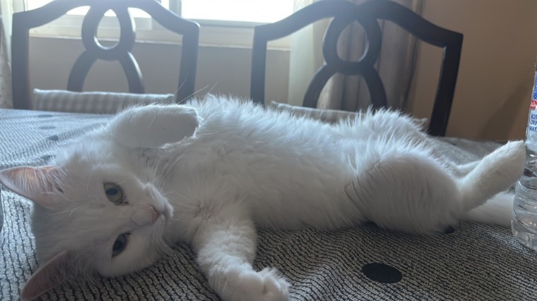 The cat lounging on the table