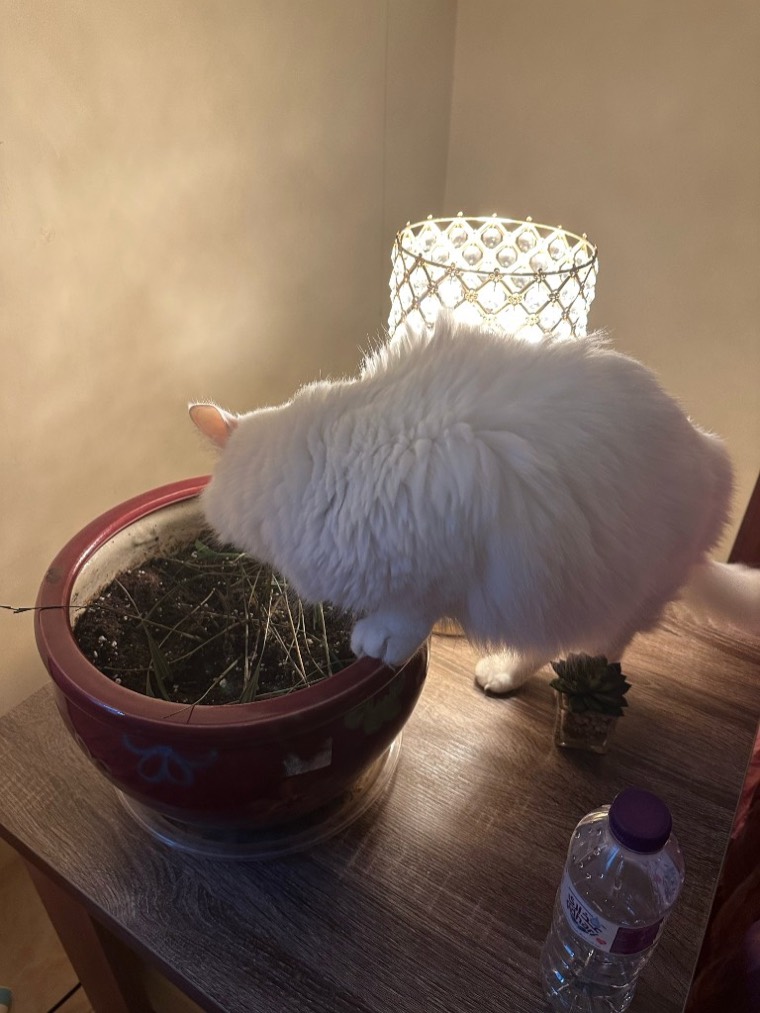 The cat digging in a plant pot