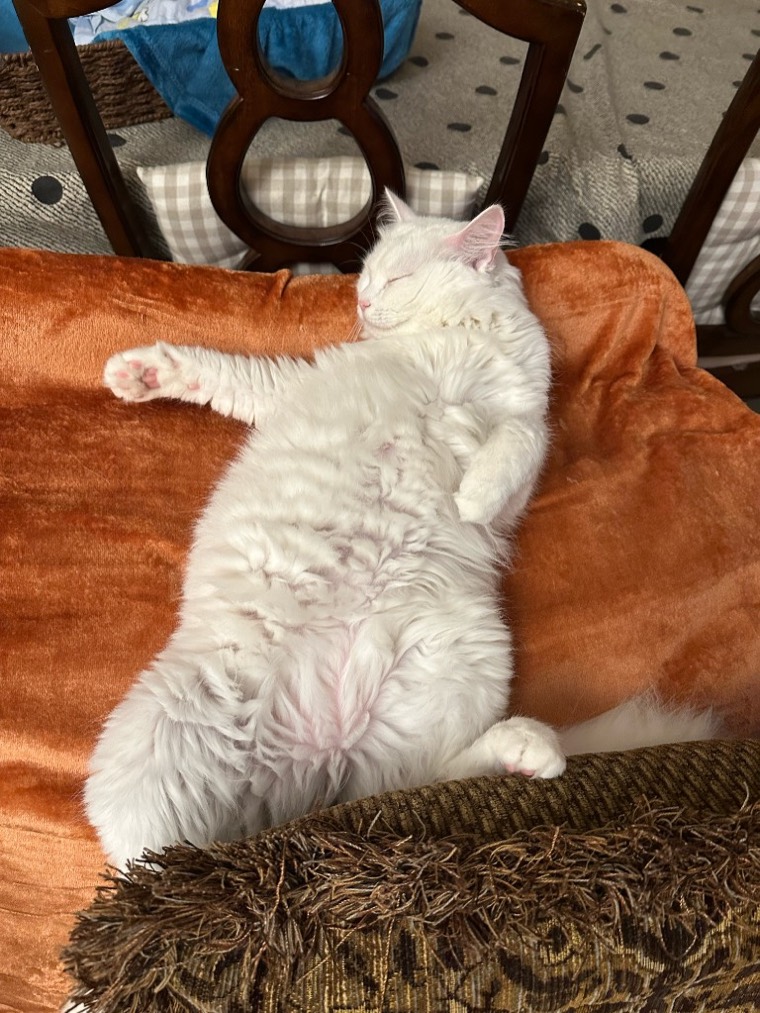 The cat asleep on a blanket