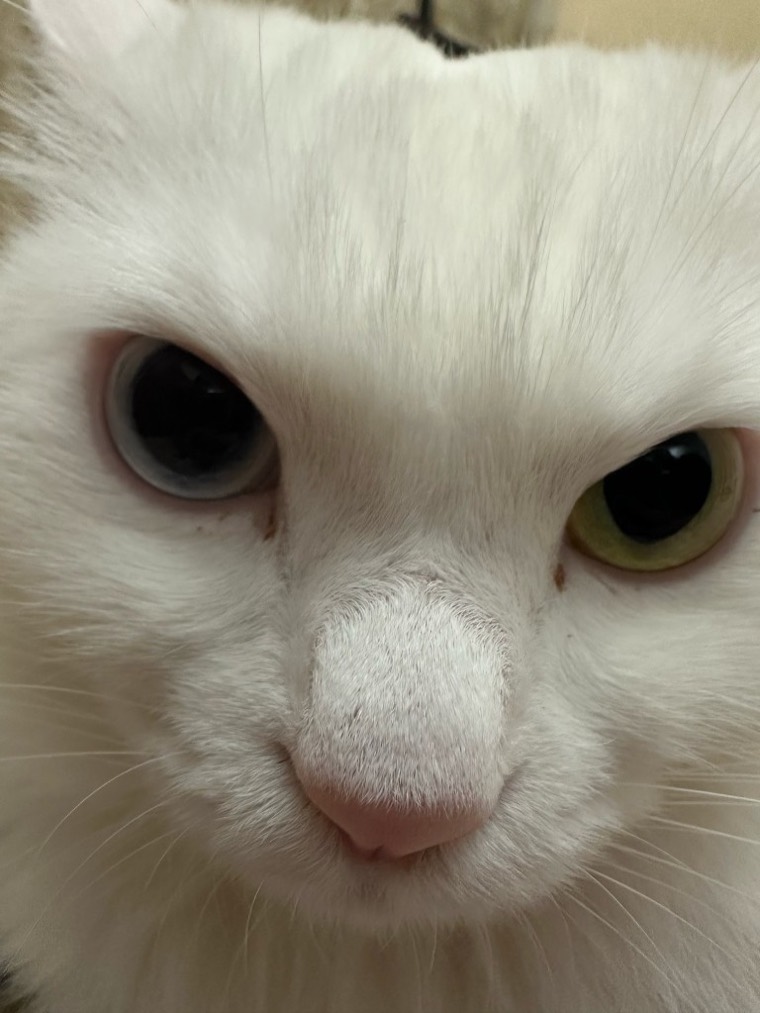 Close-up of the cat